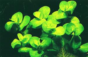 Bacopa lanigera